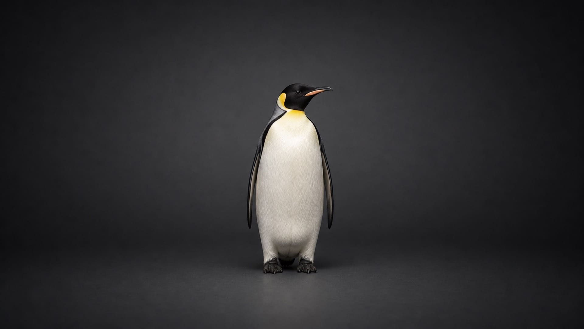 Pingüino emperador medio
