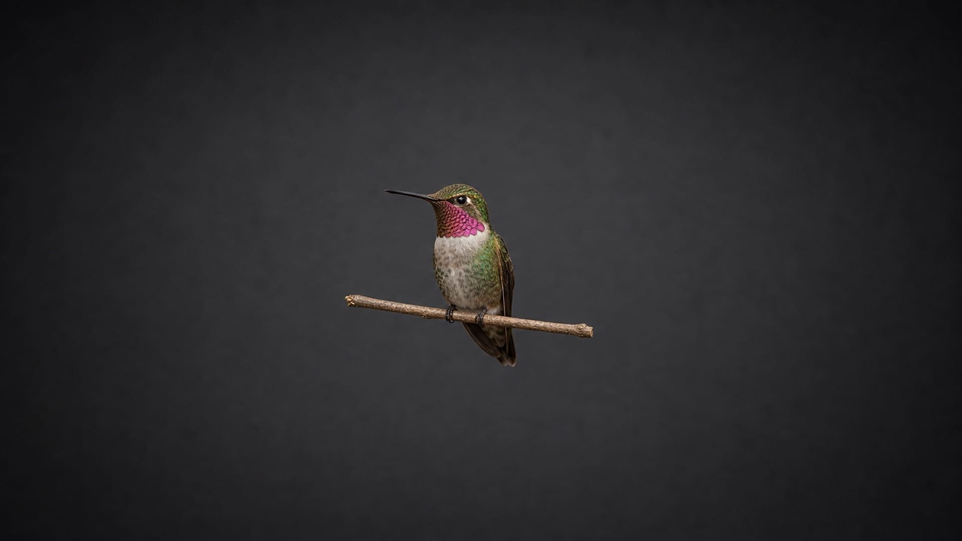 Durchschnittlicher Kolibri