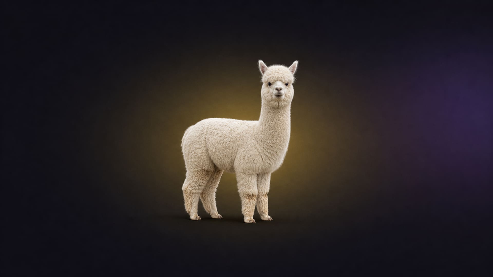 Alpaca
