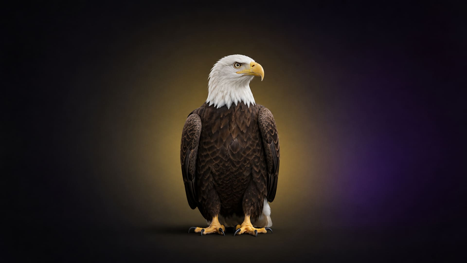 Bald eagle