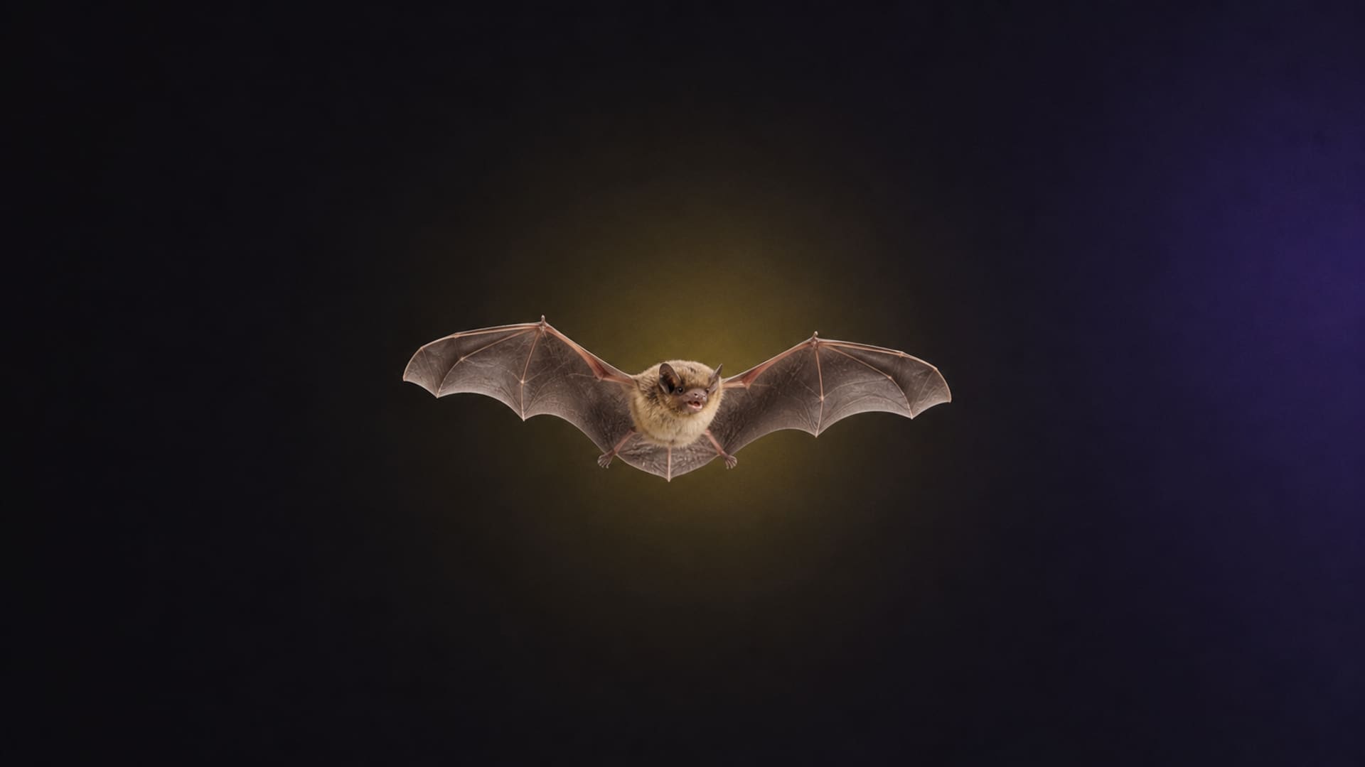 Bat