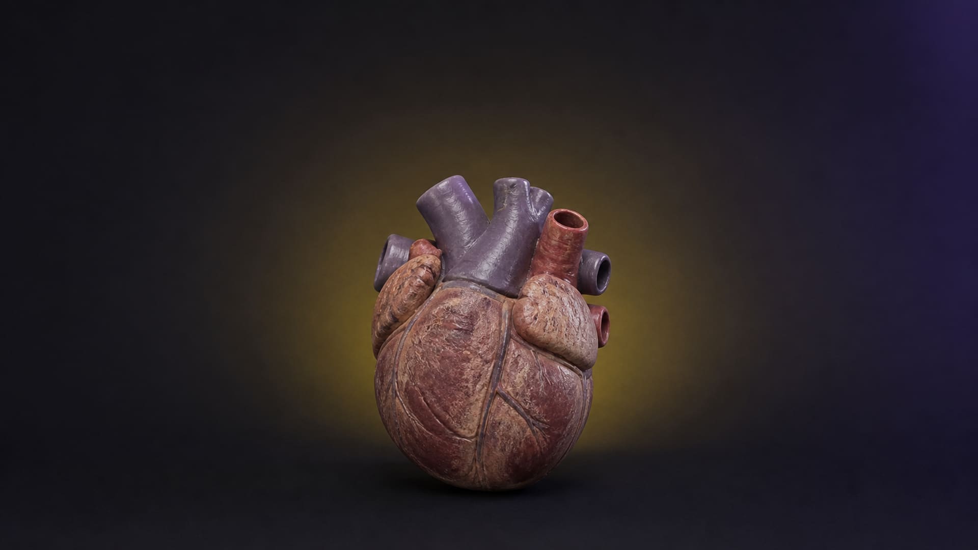 Blue whale heart