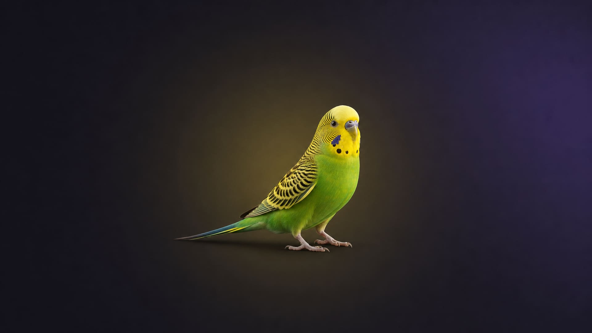 Budgerigar