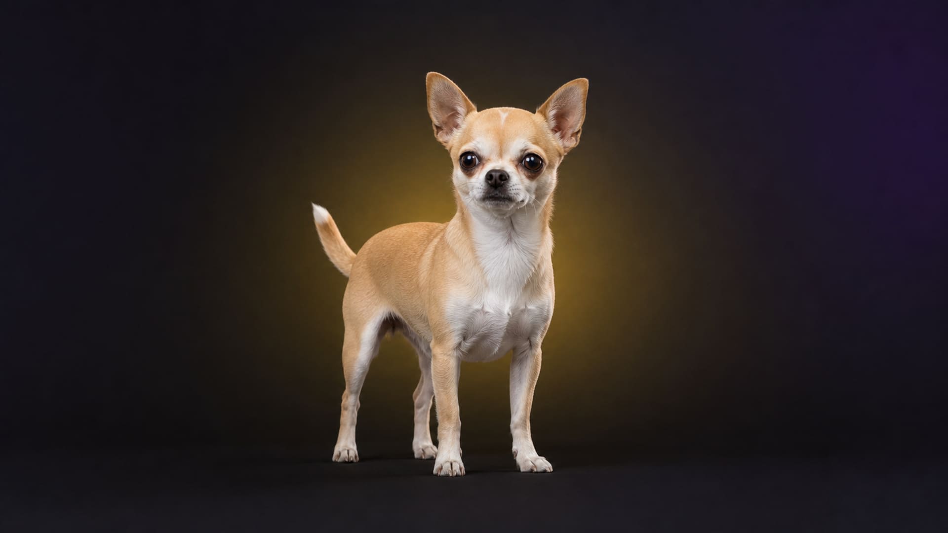 Chihuahua