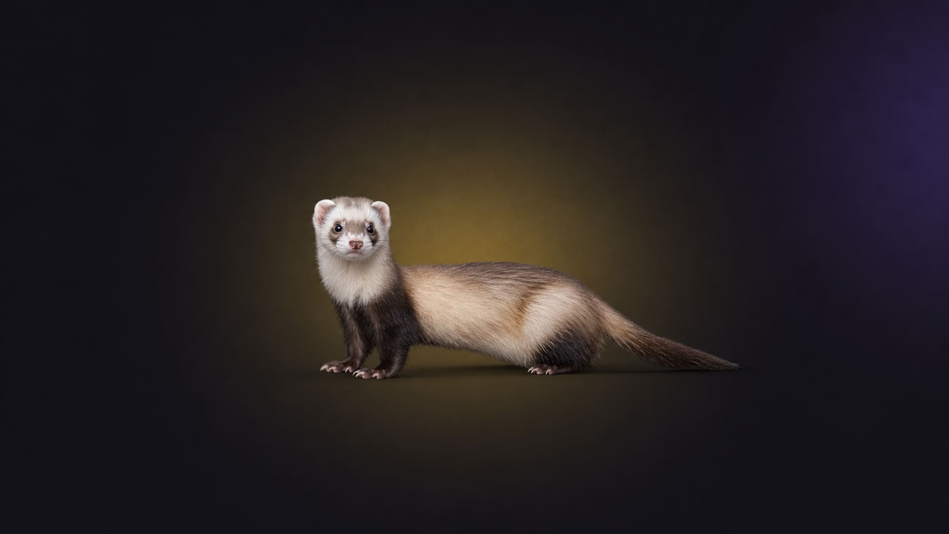 Ferret