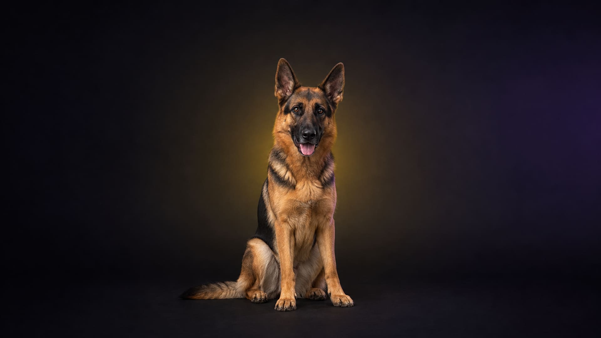 German shepherd