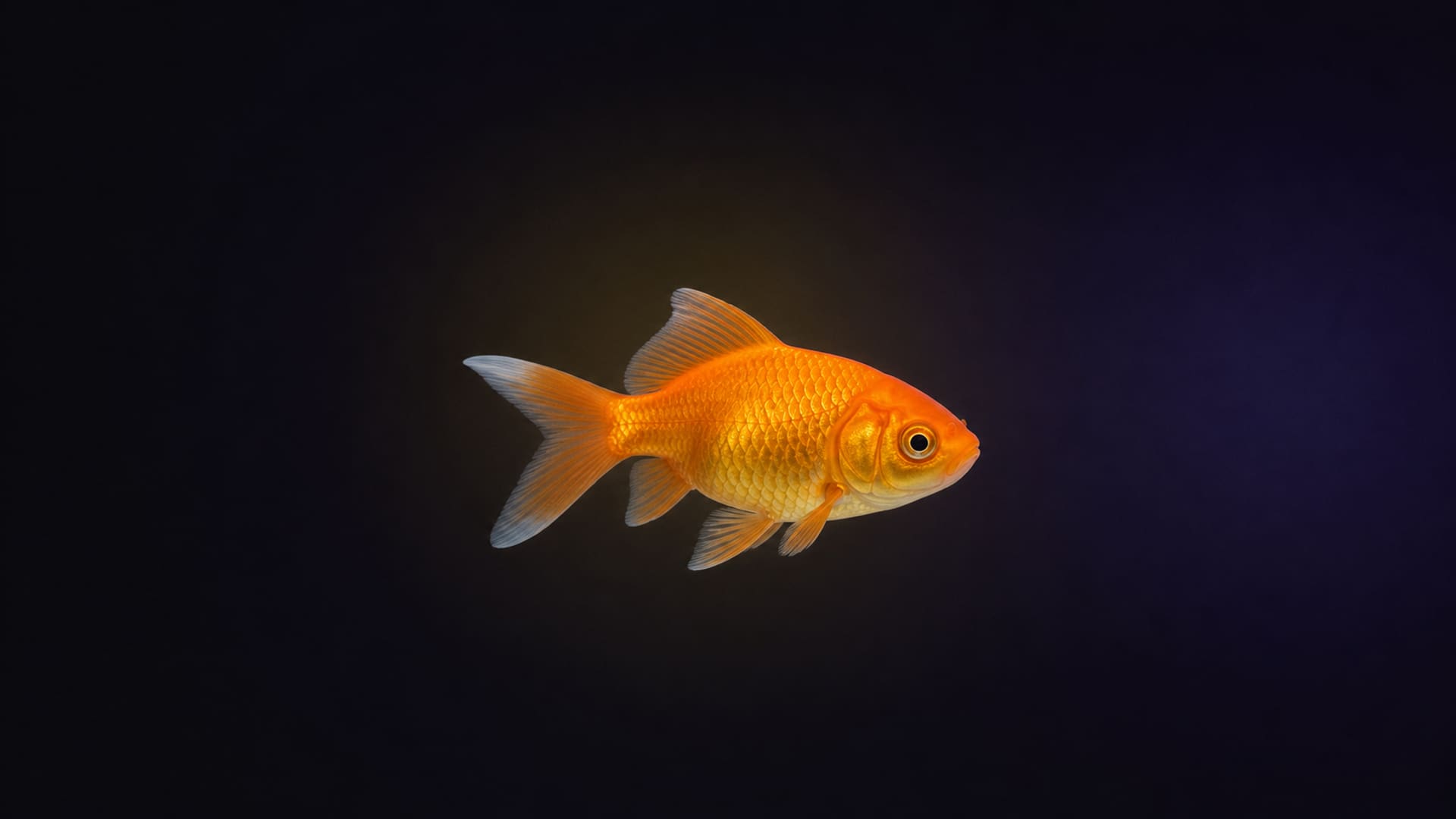 Goldfish
