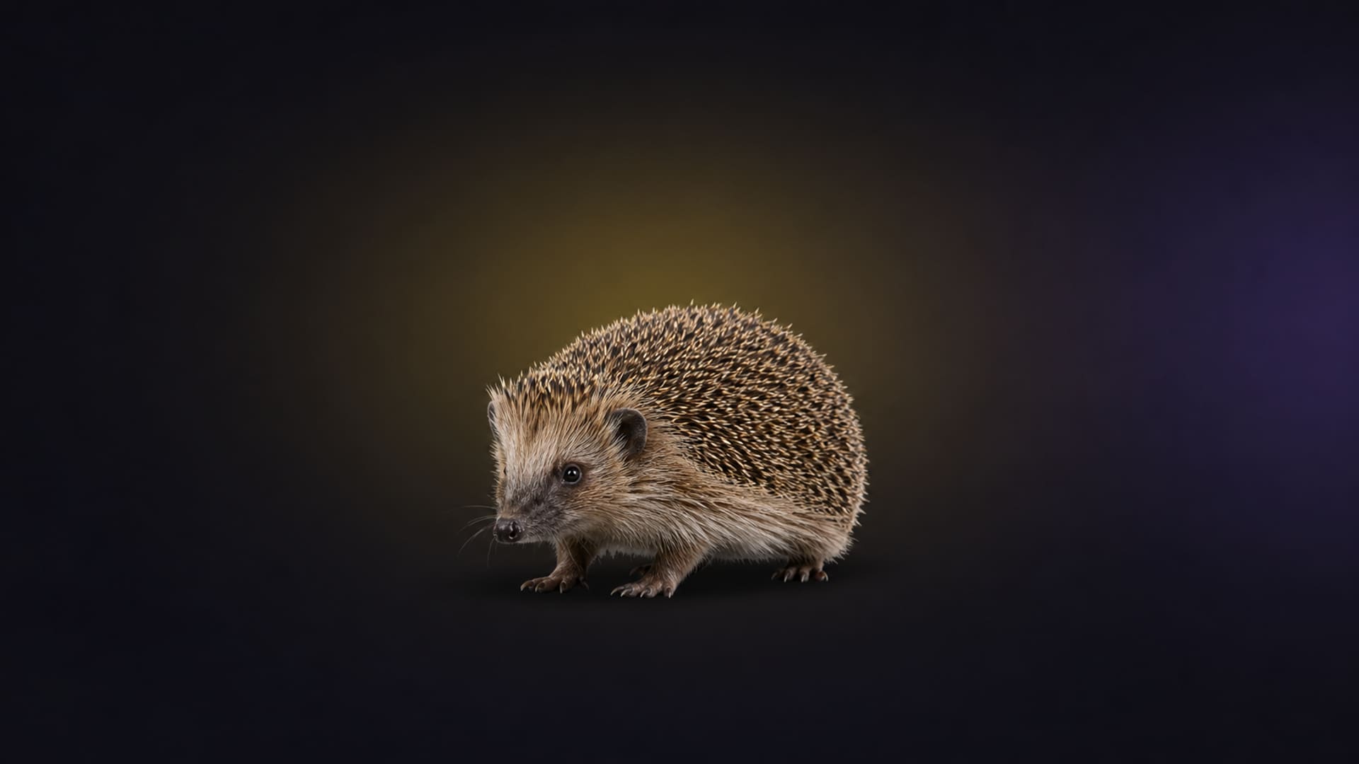 European hedgehog