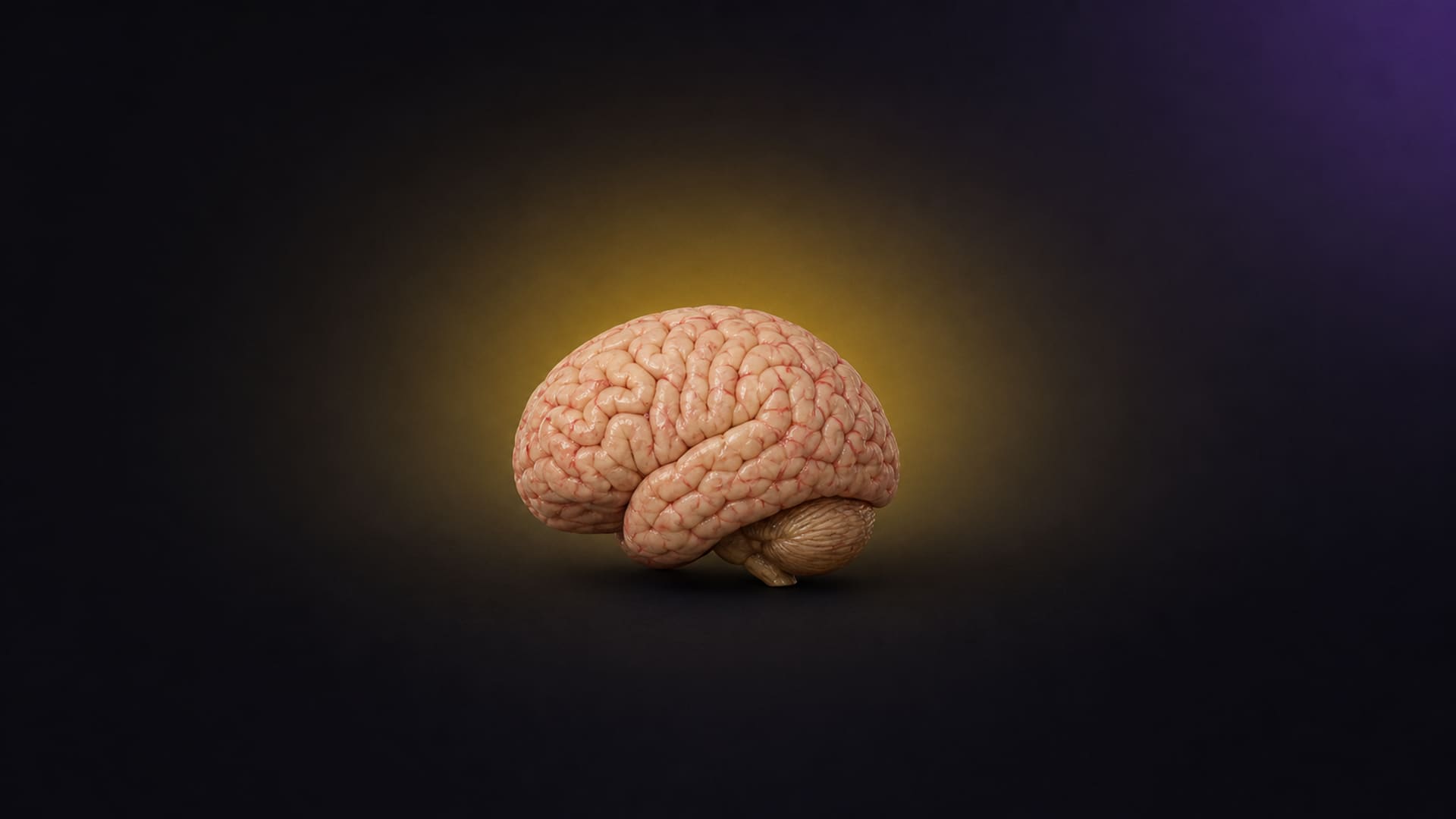 Human brain
