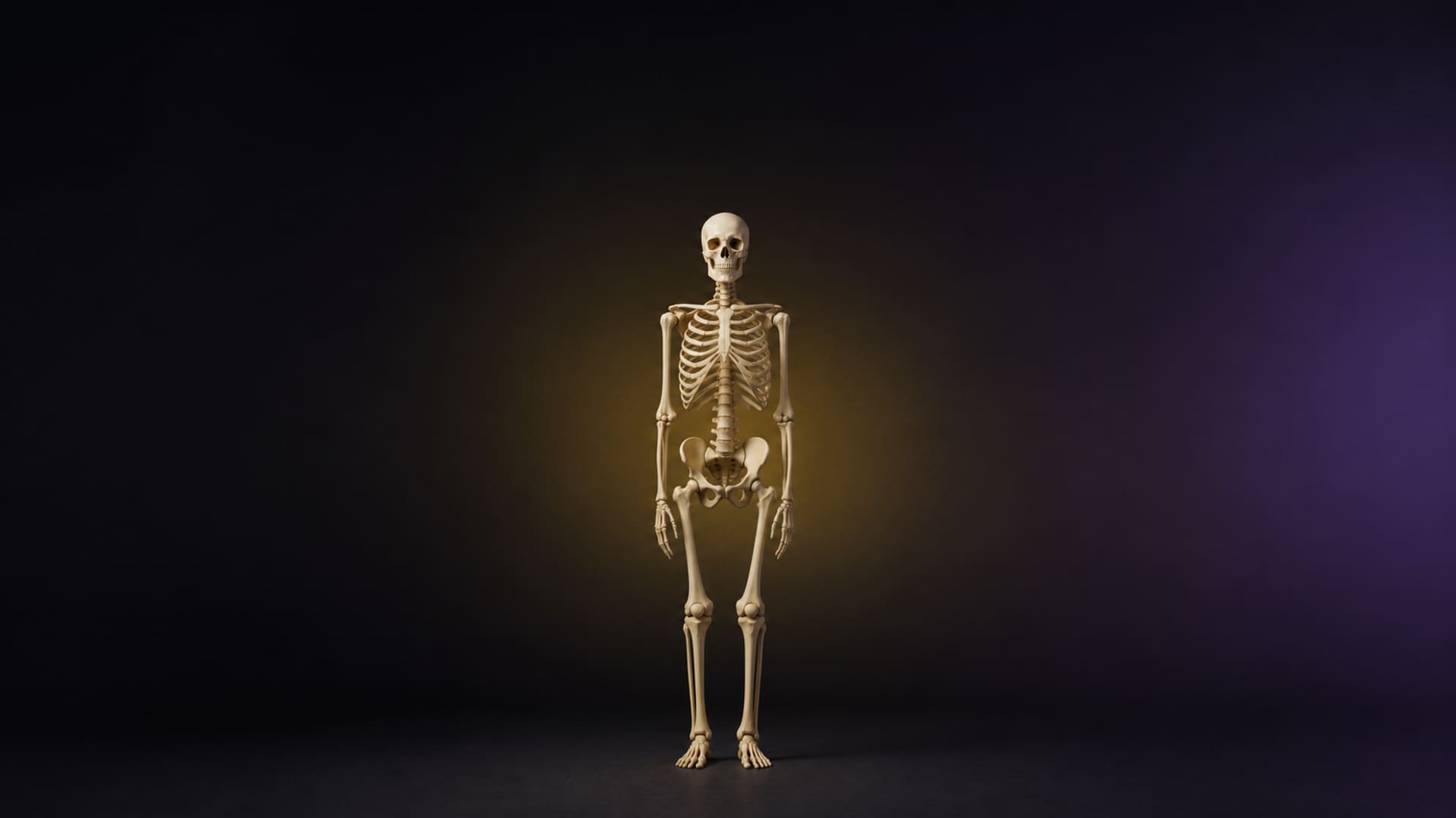 Human skeleton