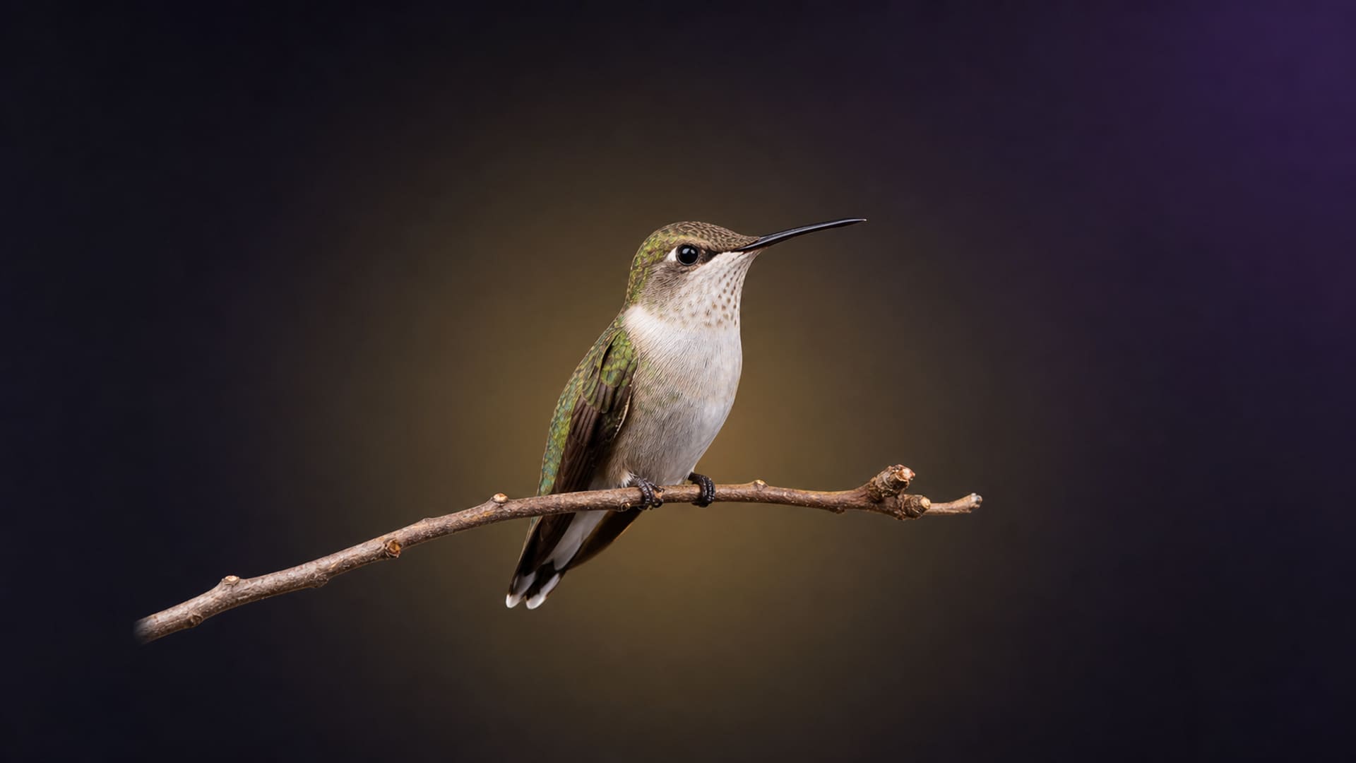 Hummingbird