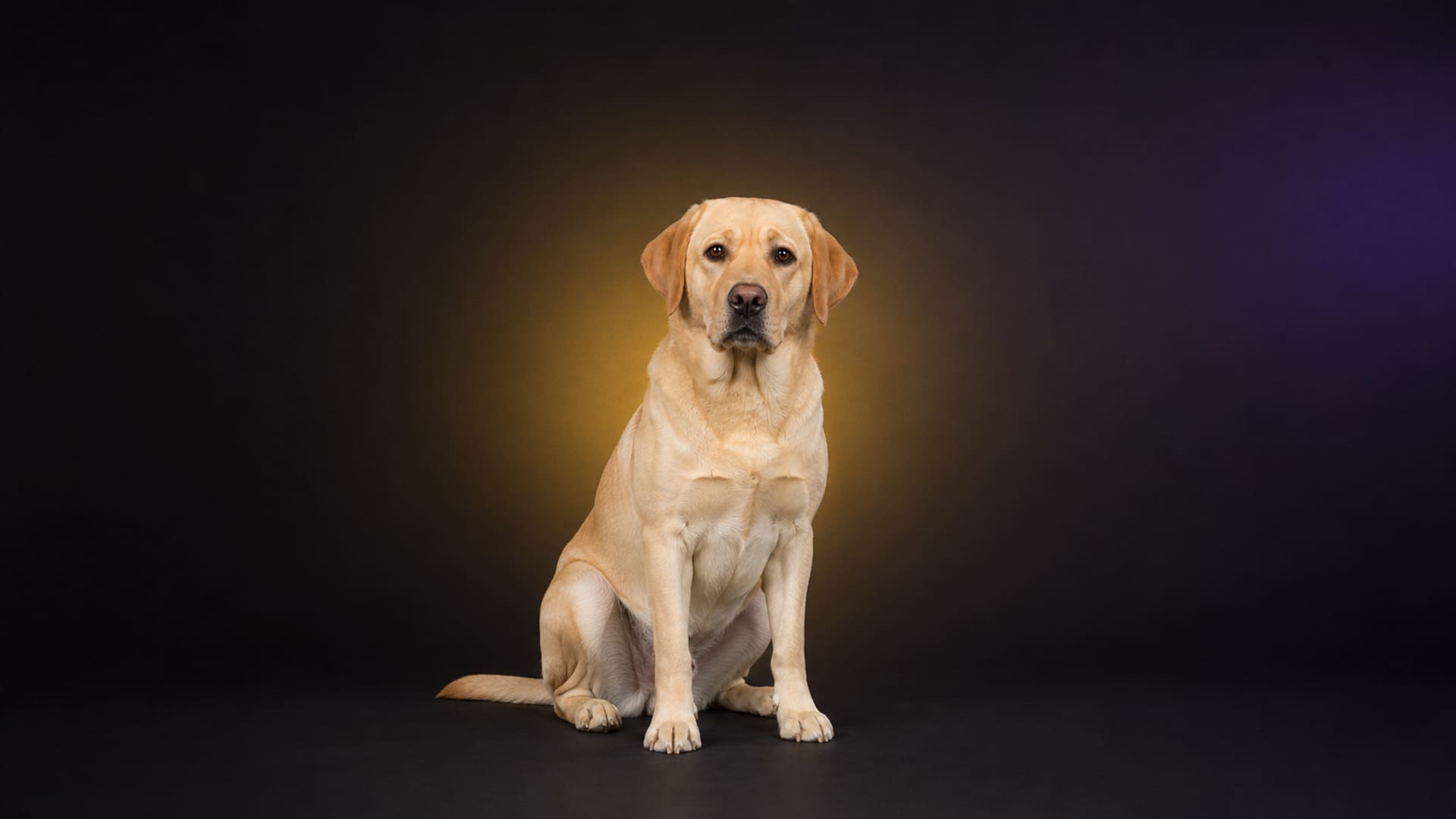 Labrador retriever