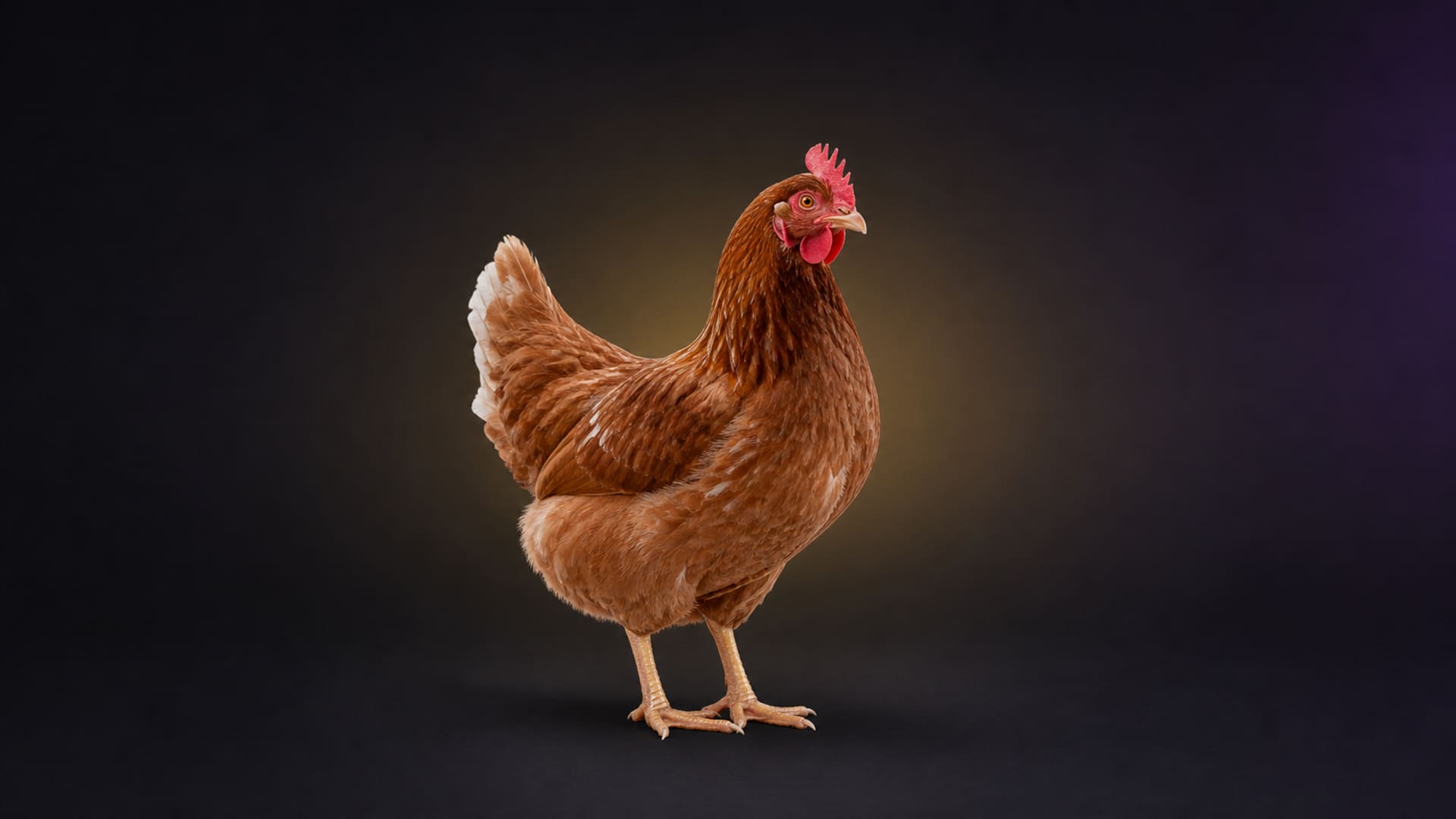 Laying hen