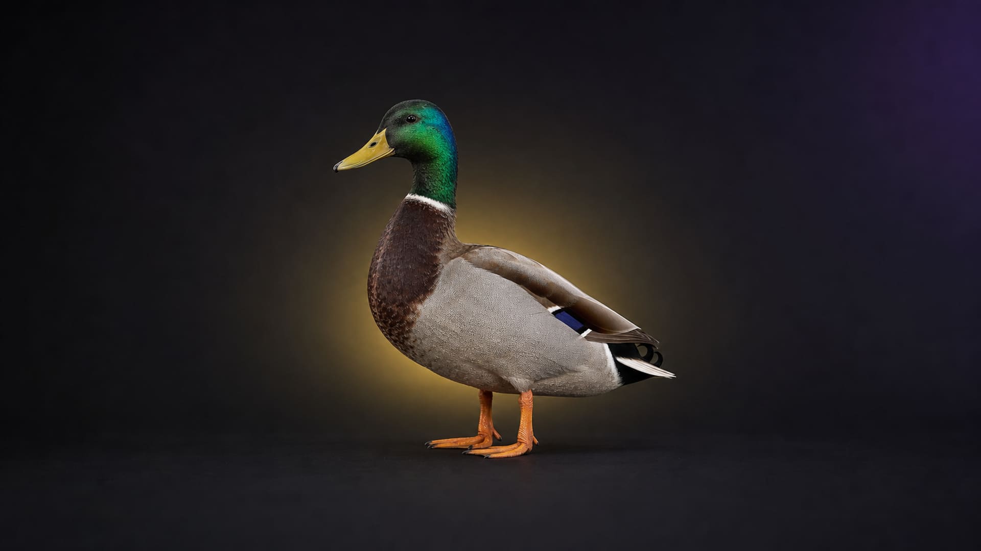 Mallard duck