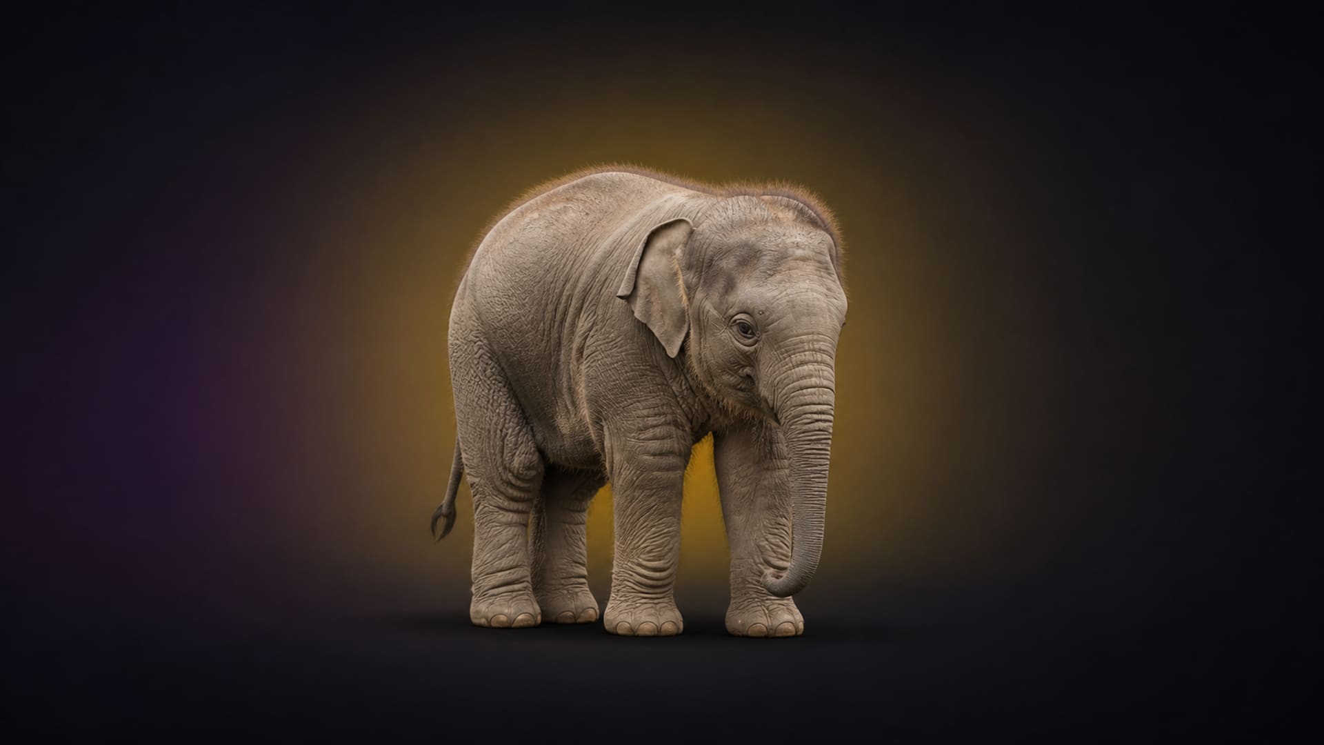 Newborn elephant