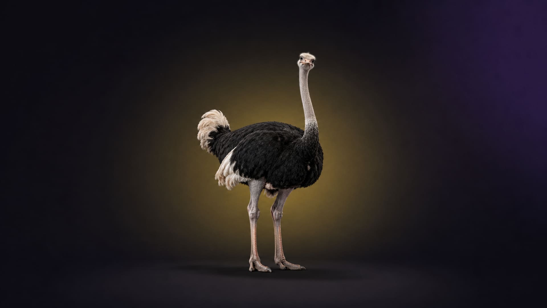 Ostrich