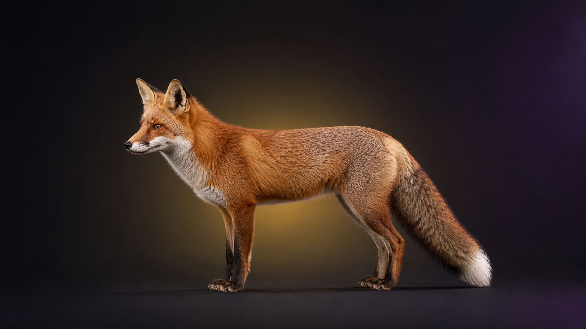 Red fox